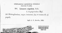 Lecanora carpinea image